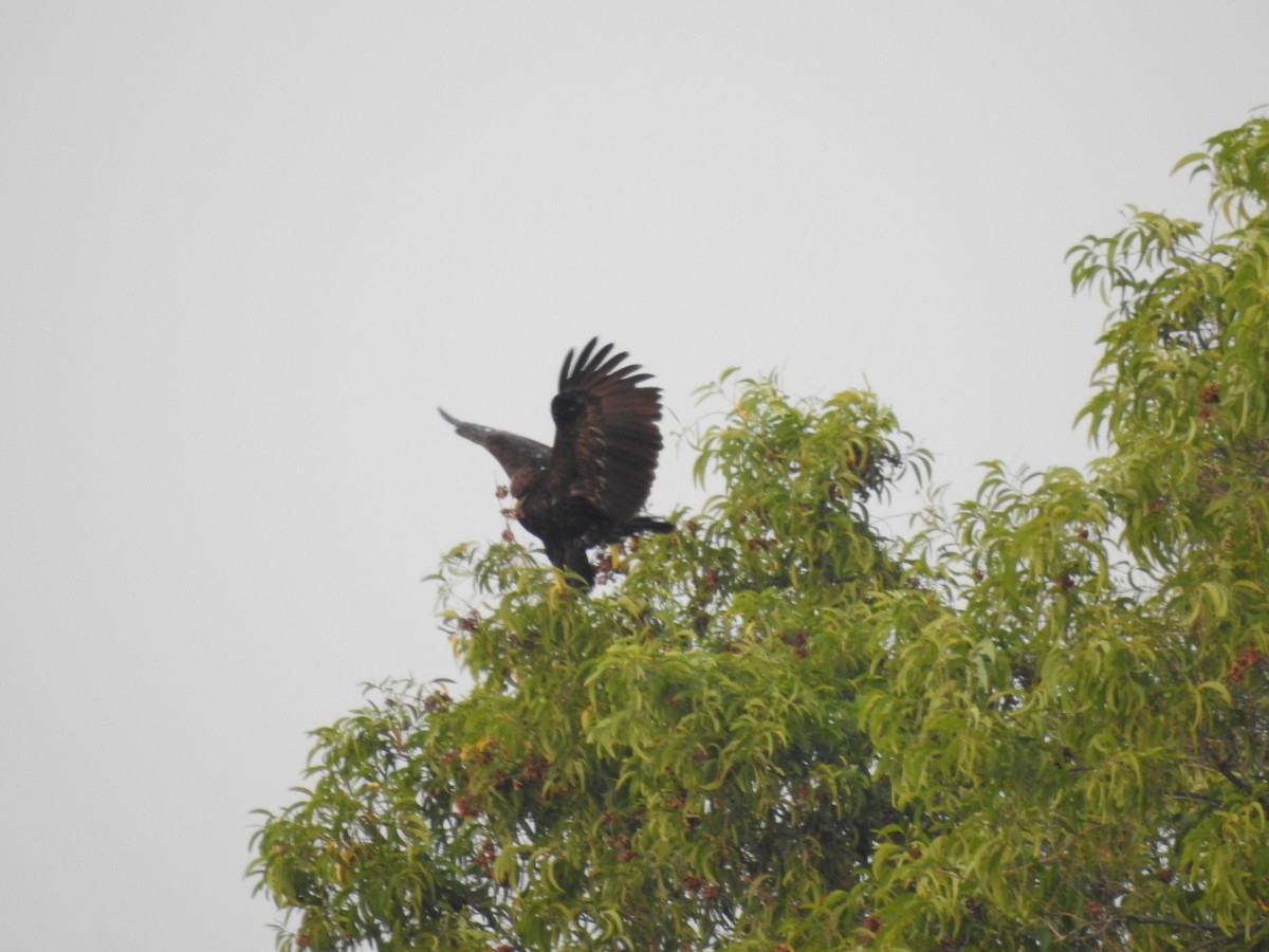 Greater Spotted Eagle - ML615238565