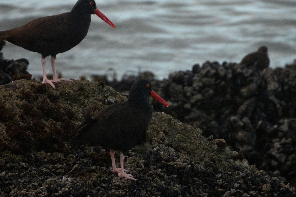 Black Oystercatcher - ML615238668