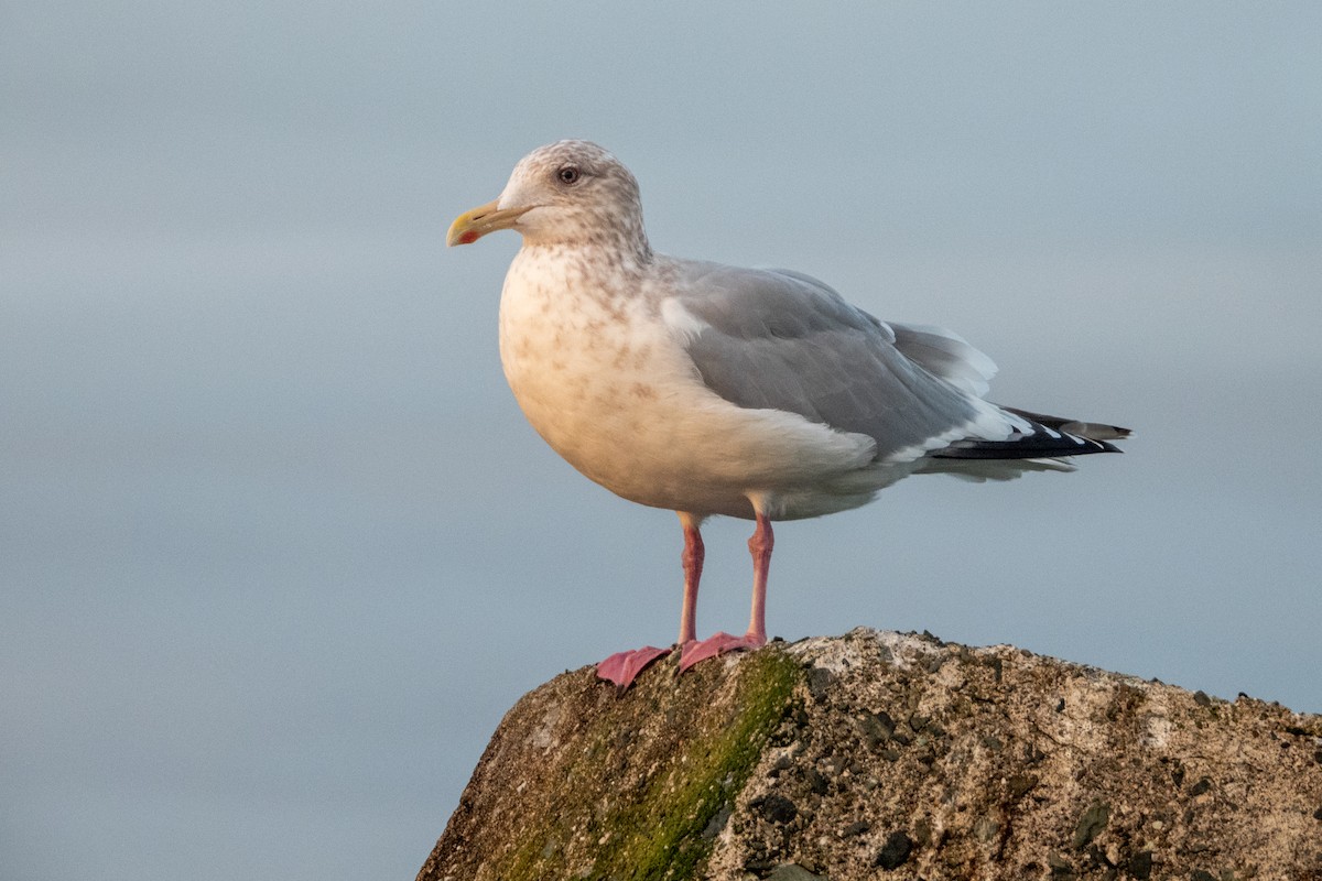 Gaviota Groenlandesa (thayeri) - ML615238699