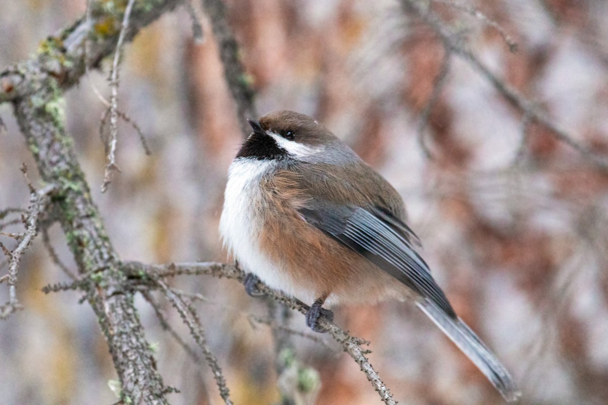 Mésange à tête brune - ML615238702