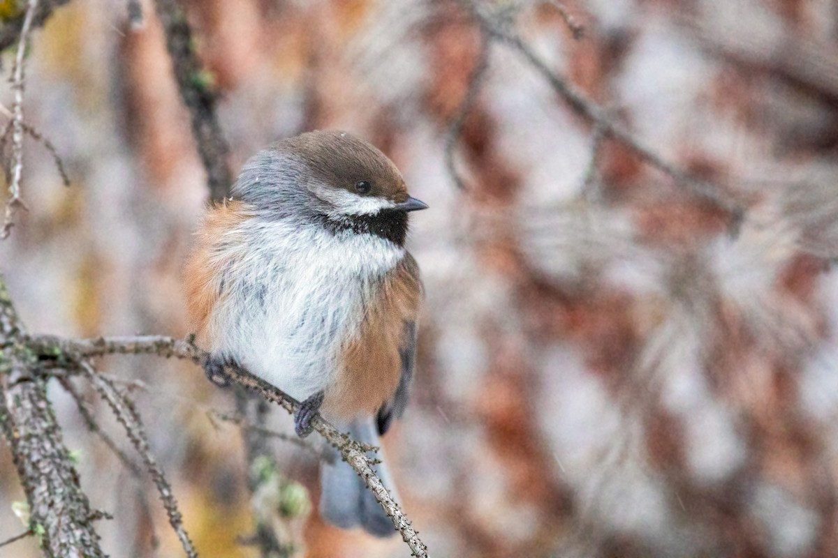 Boreal Chickadee - William Clark