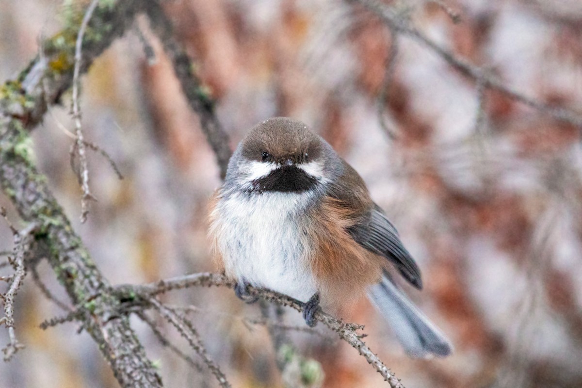 Boreal Chickadee - William Clark