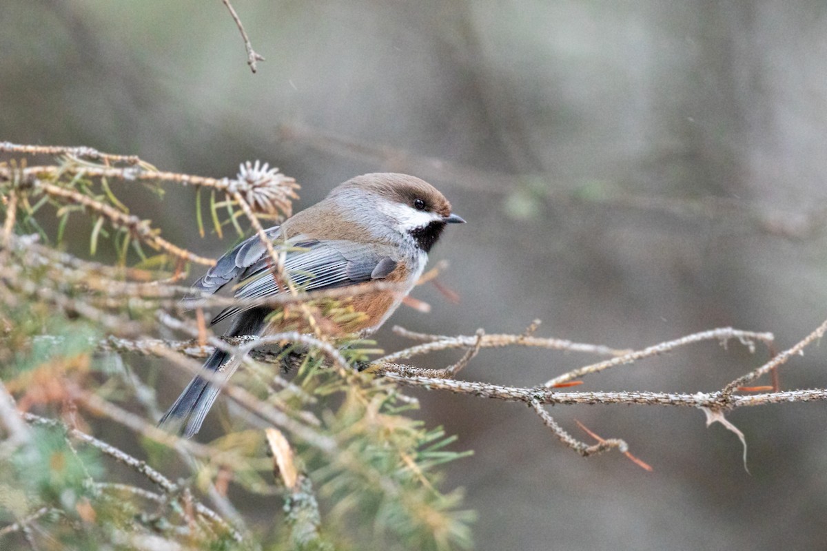 Mésange à tête brune - ML615238705