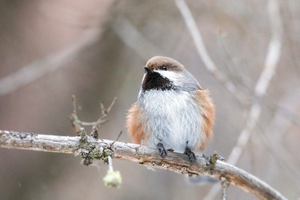 Mésange à tête brune - ML615238706