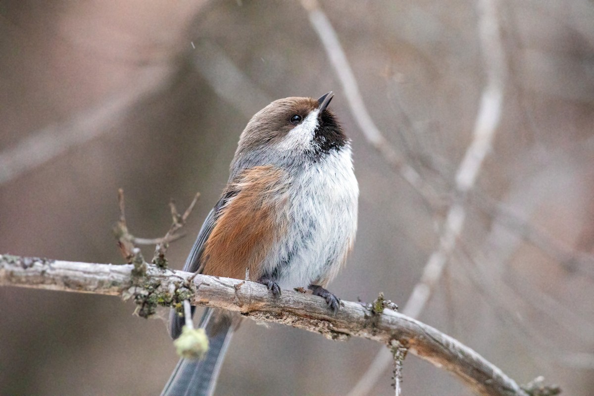 Boreal Chickadee - William Clark