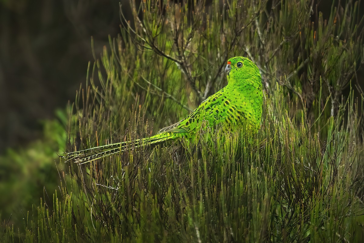 Ground Parrot (Eastern) - ML615238711