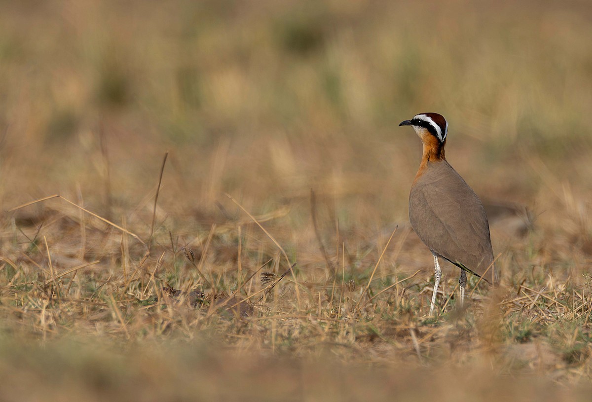 Indian Courser - Rohit Tibrewal