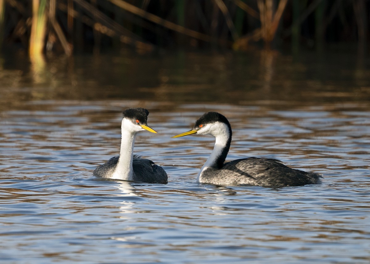 Western Grebe - Julio Mulero