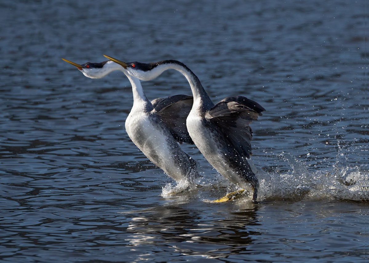 Western Grebe - Julio Mulero