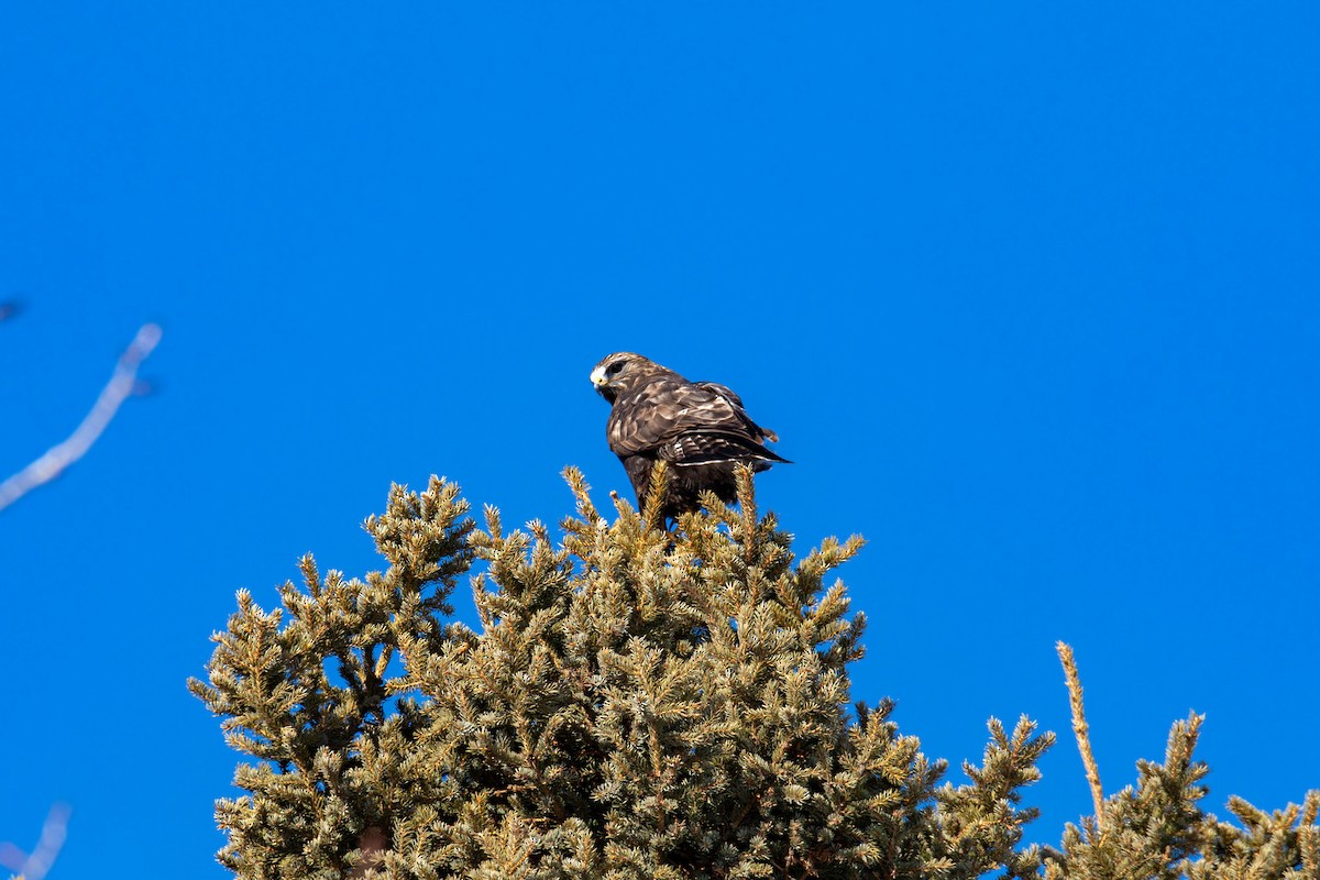 Rough-legged Hawk - William Clark