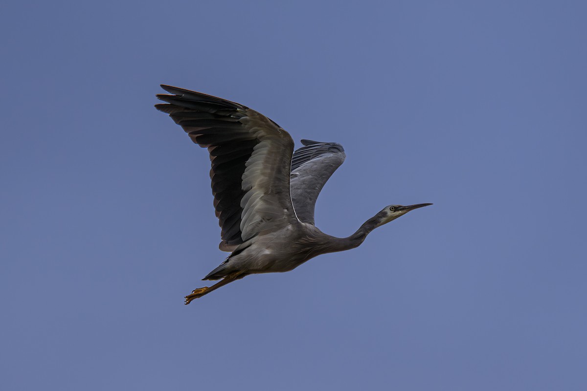 White-faced Heron - ML615238844