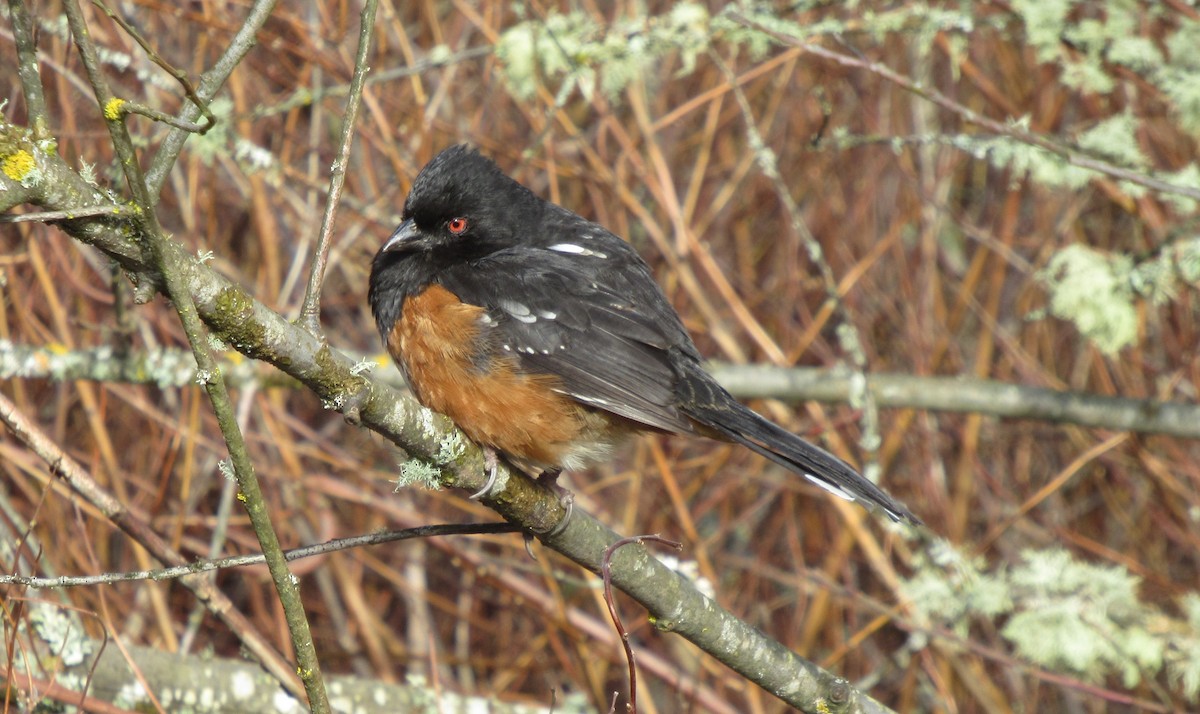 Spotted Towhee - ML615238905