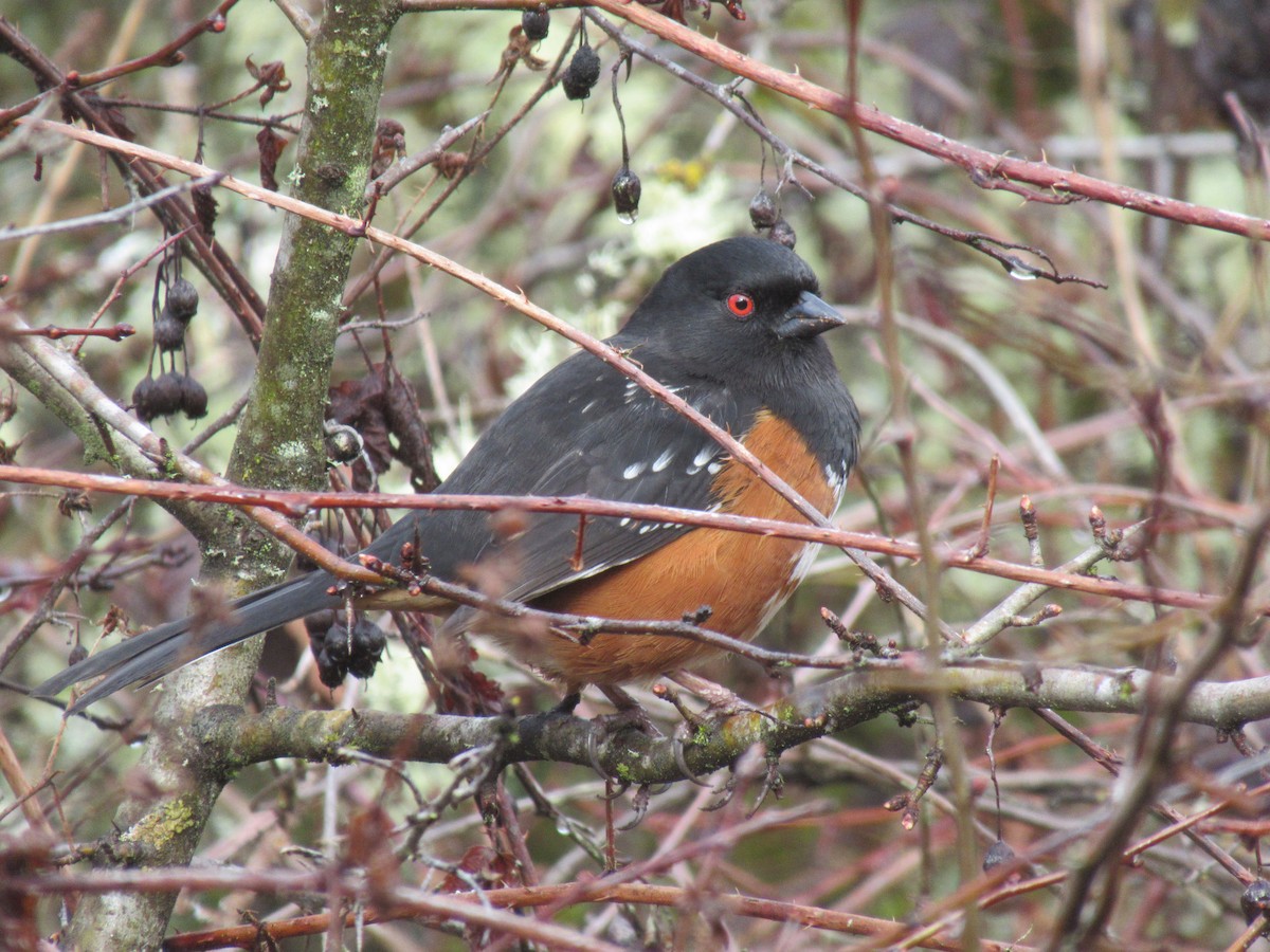 Spotted Towhee - ML615238906