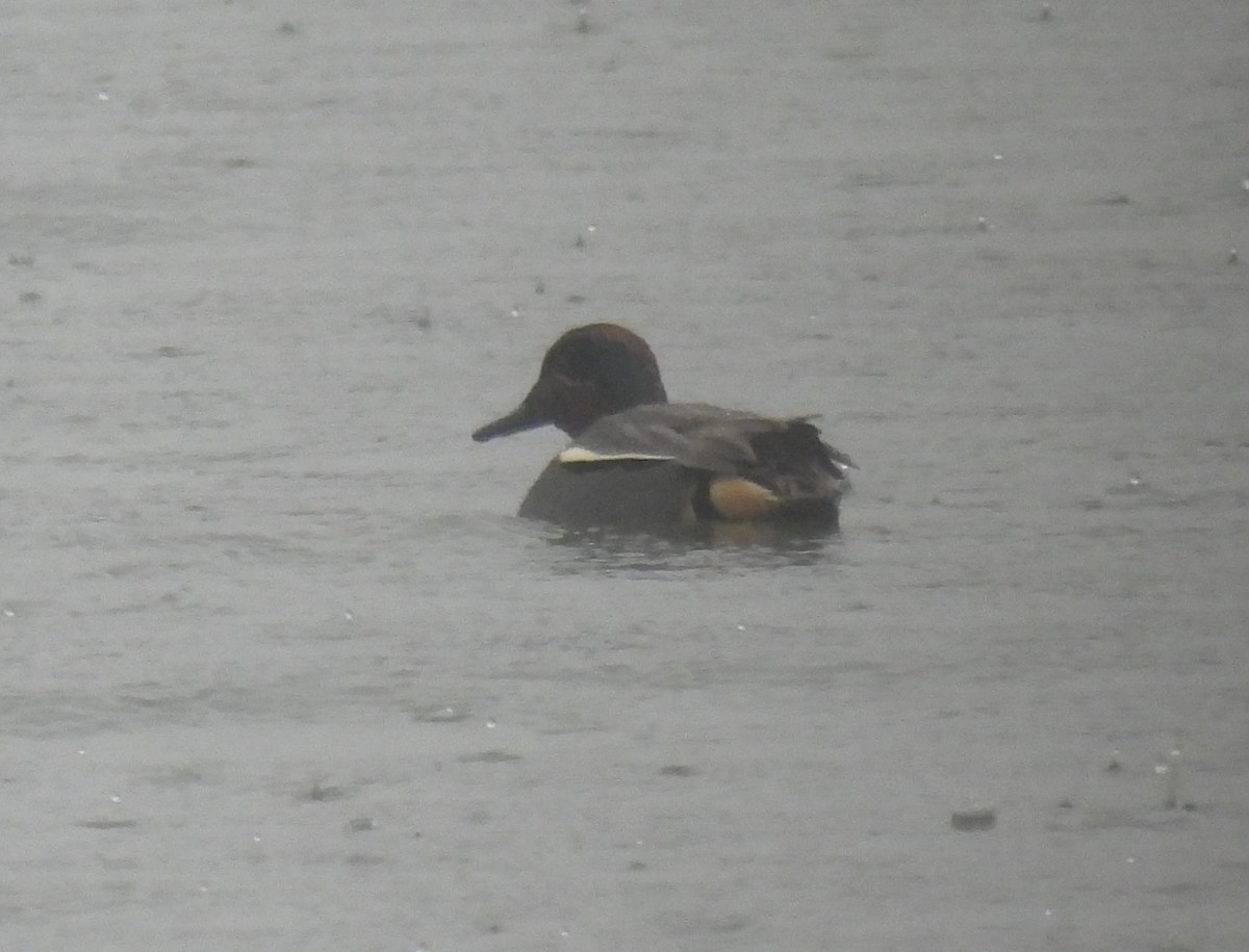 Green-winged Teal - ML615238974