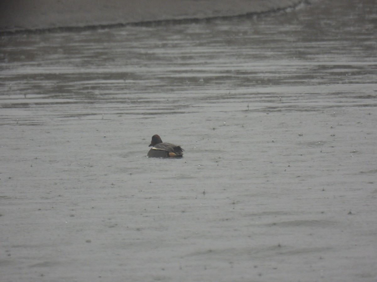 Green-winged Teal - ML615238975