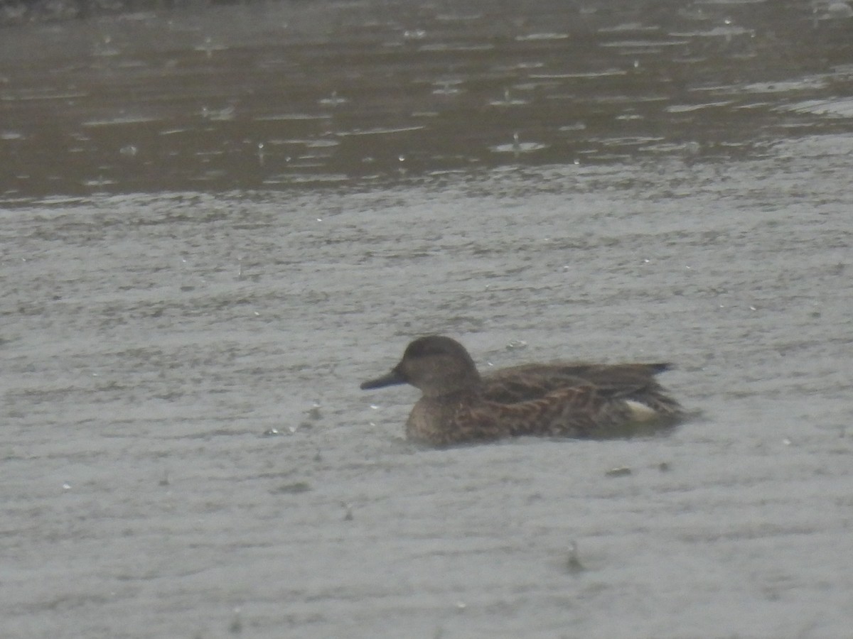 Green-winged Teal - ML615238976
