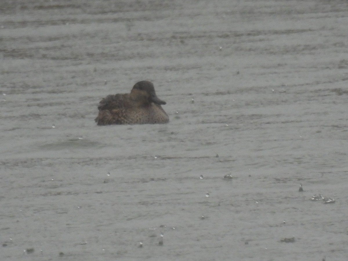 Green-winged Teal - ML615238977