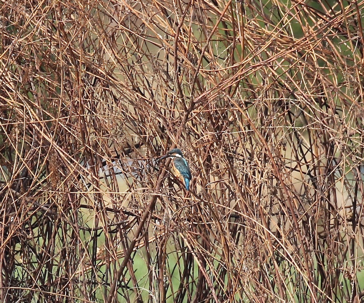 Common Kingfisher - ML615239080