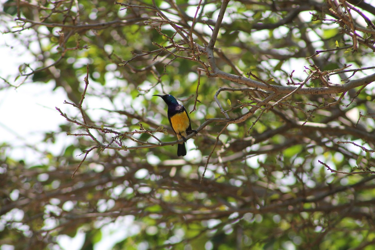 Variable Sunbird (Yellow-bellied) - ML615239114