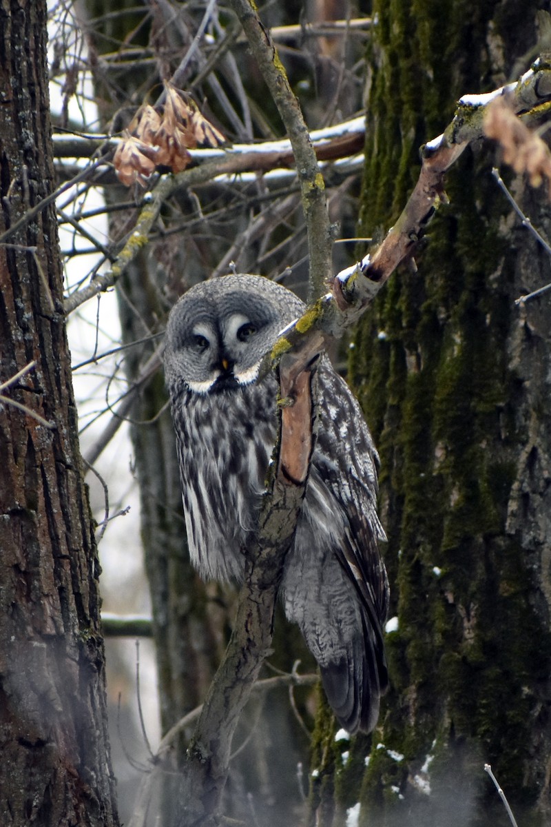 Great Gray Owl - Olga Kalashnikova