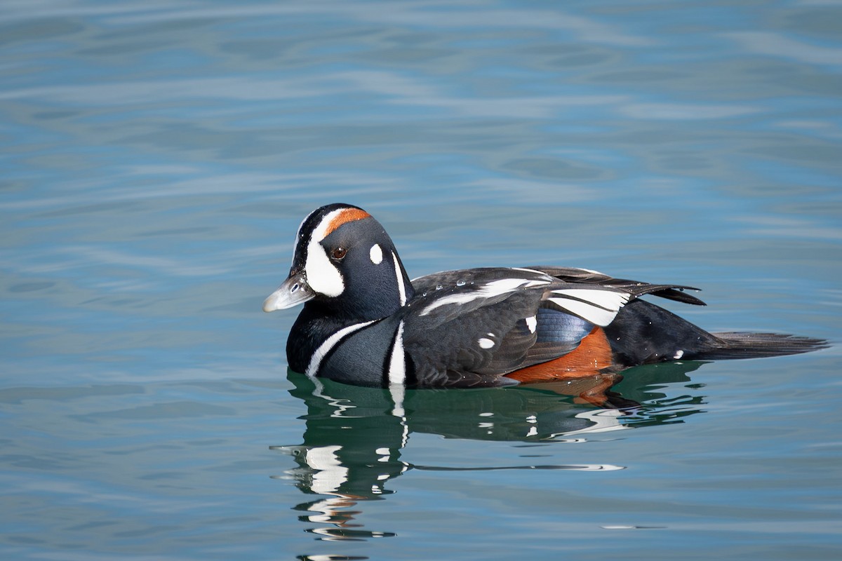 シノリガモ - ML615239208