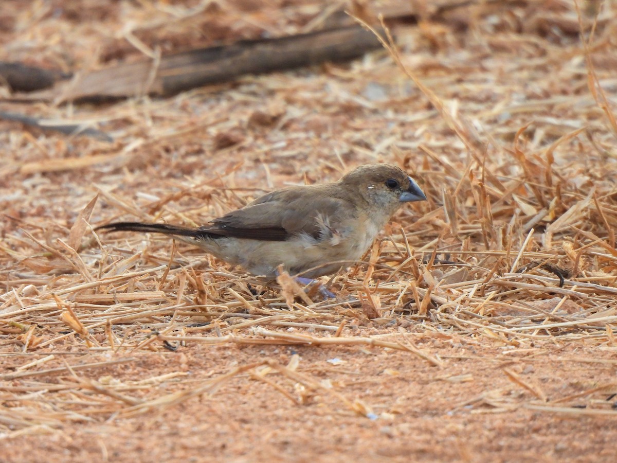 Indian Silverbill - ML615239243