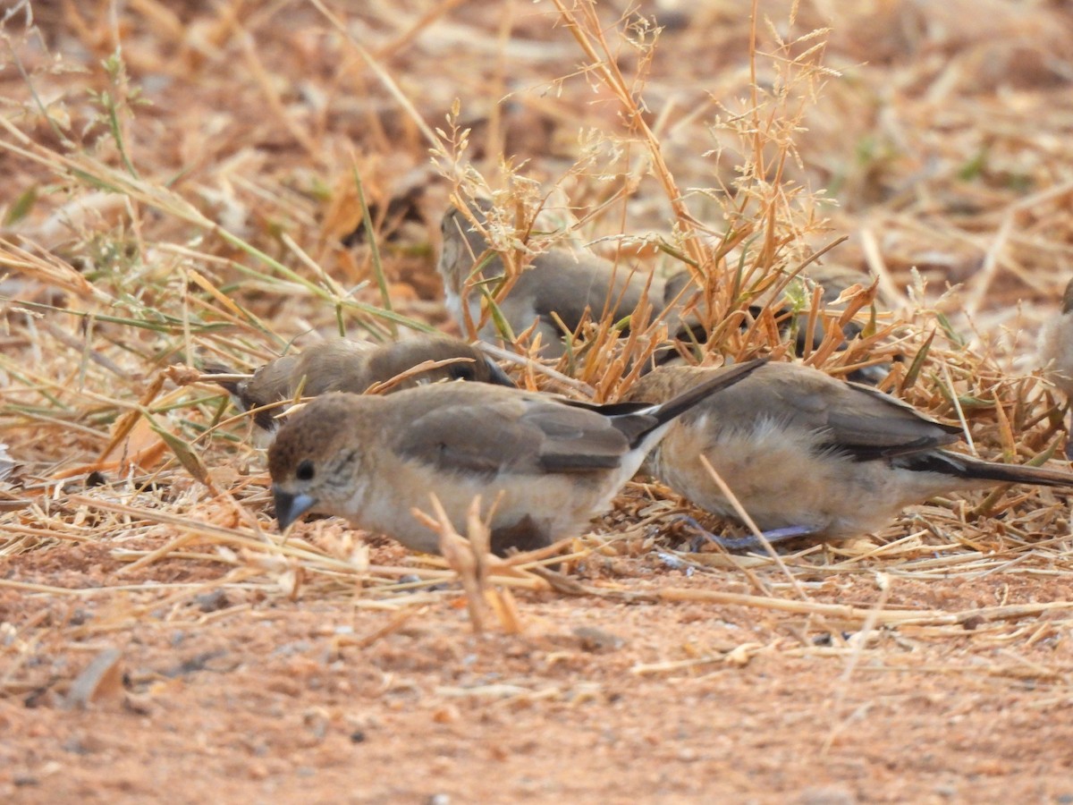 Indian Silverbill - ML615239244