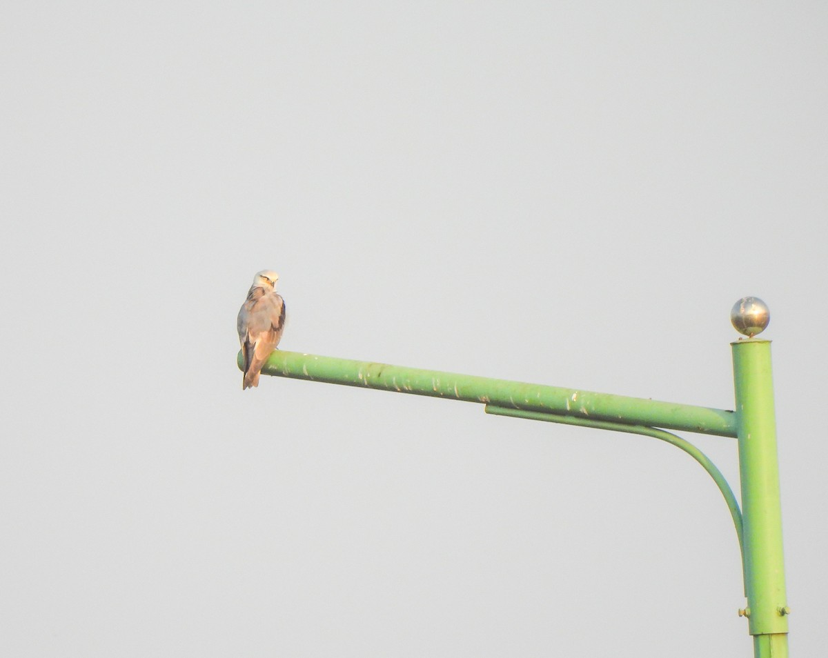 Black-winged Kite - ML615239248