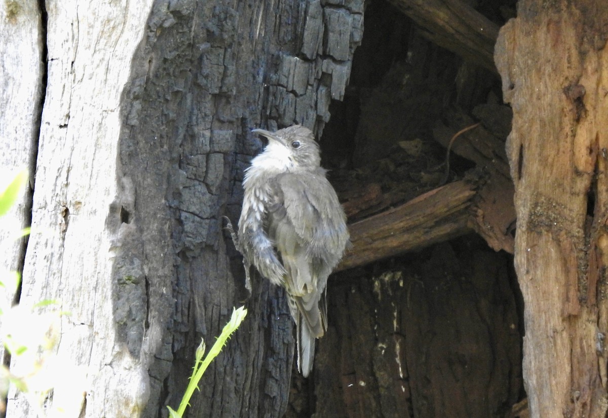 White-throated Treecreeper - ML615239311