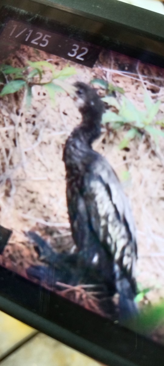 Little Cormorant - Napatson Bunnueang