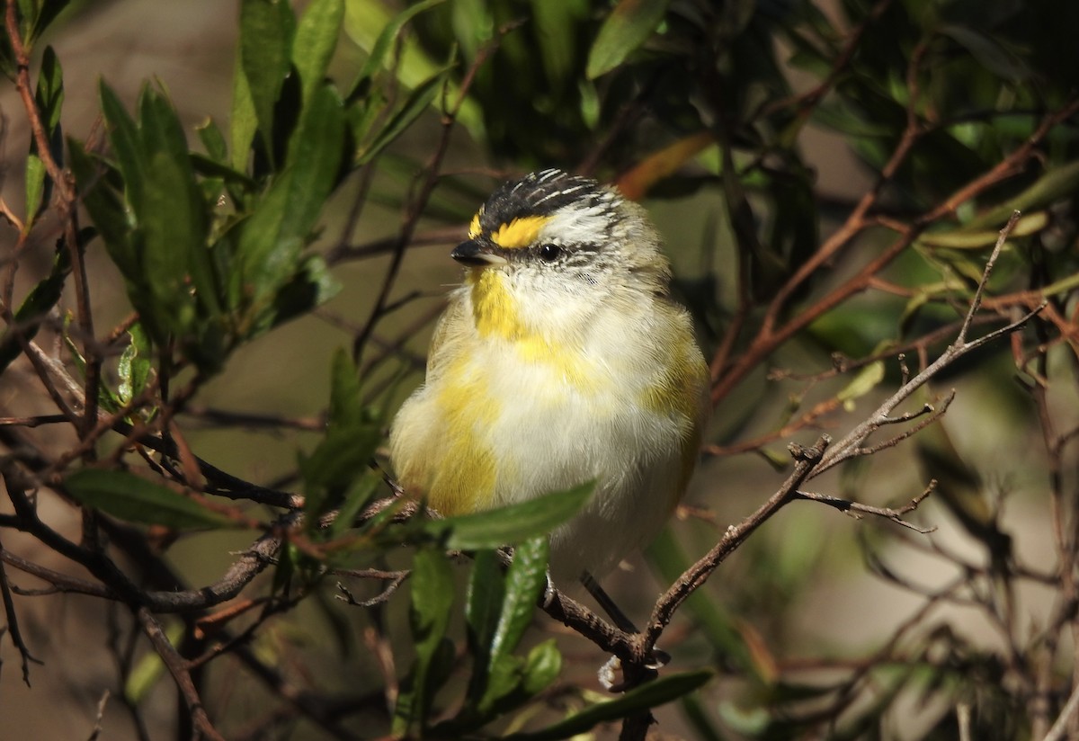 Striated Pardalote - ML615239334