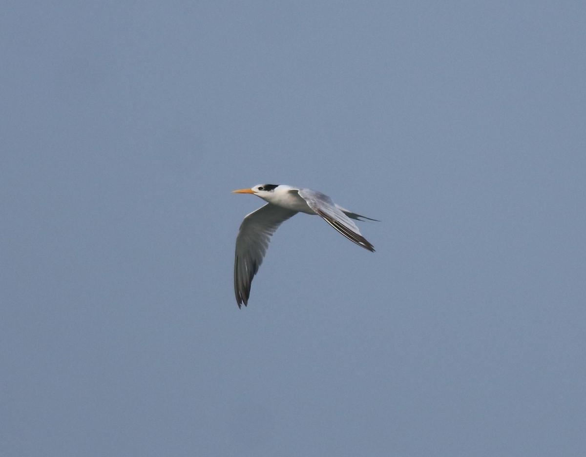 Lesser Crested Tern - ML615239341