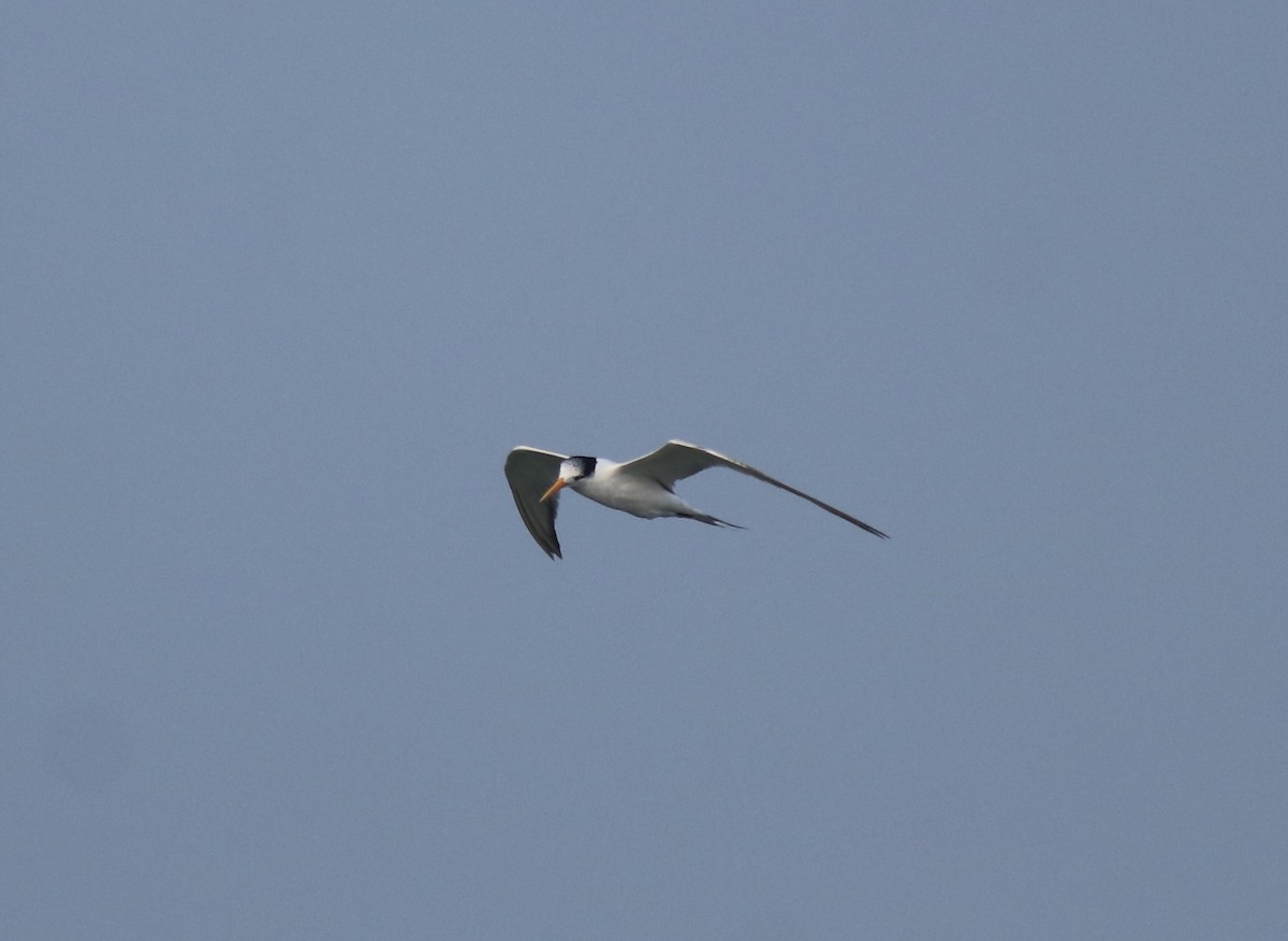 Lesser Crested Tern - ML615239343