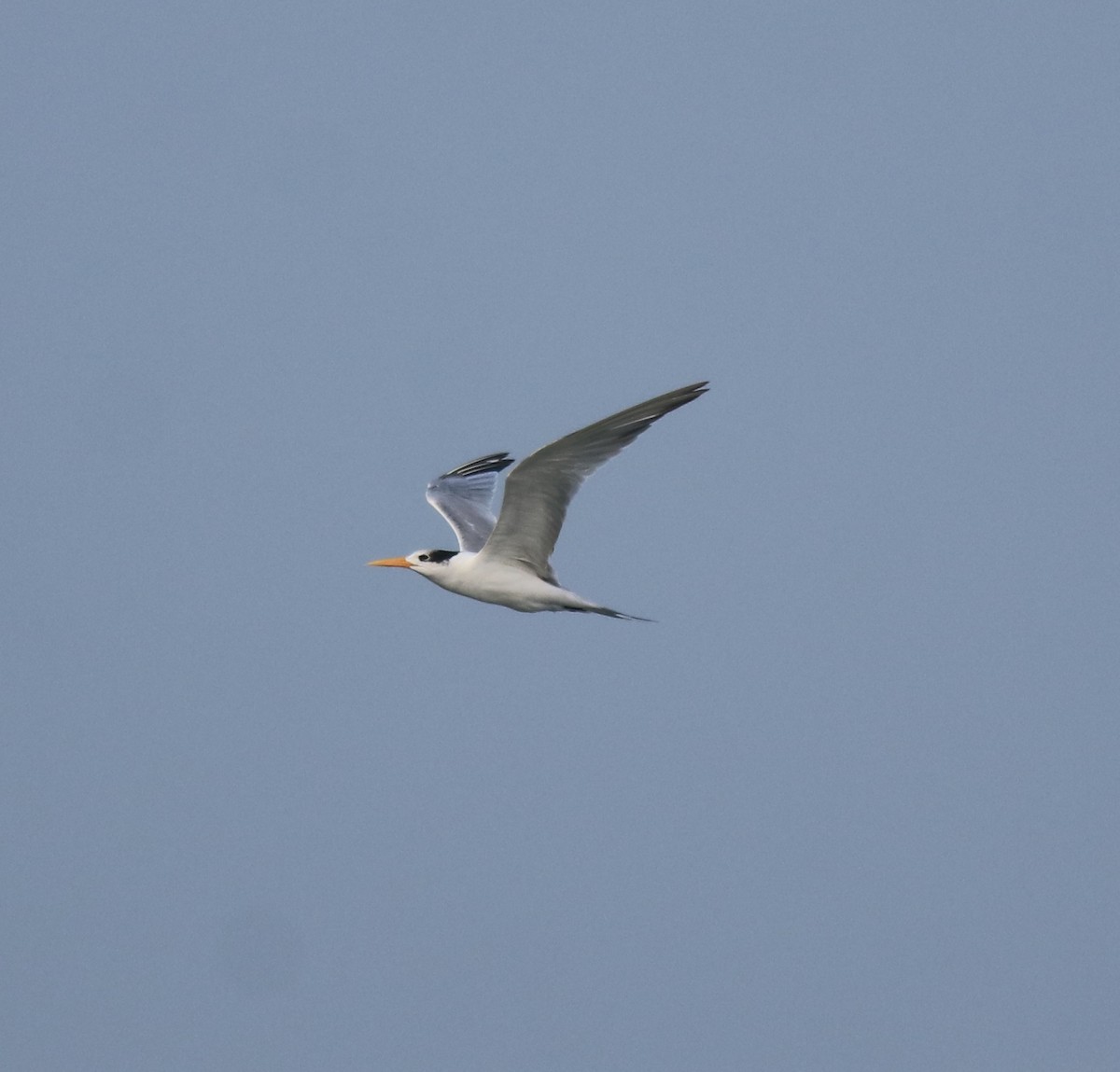 Lesser Crested Tern - ML615239344