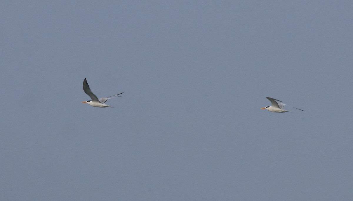 Lesser Crested Tern - ML615239345