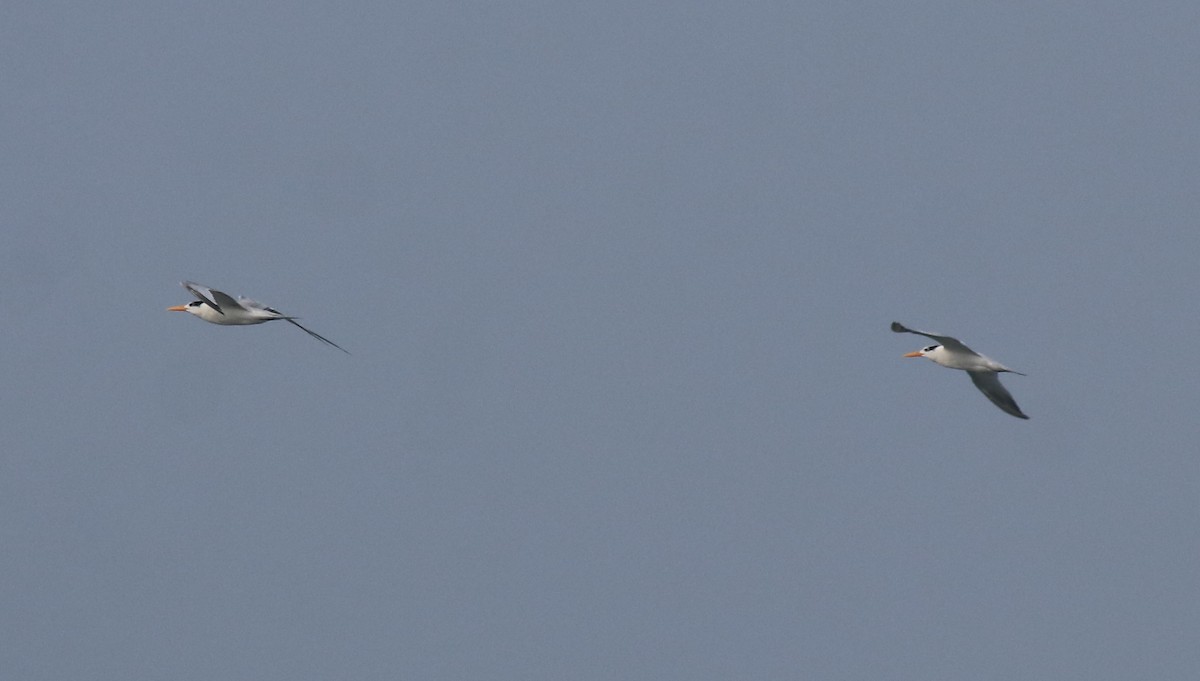 Lesser Crested Tern - ML615239351