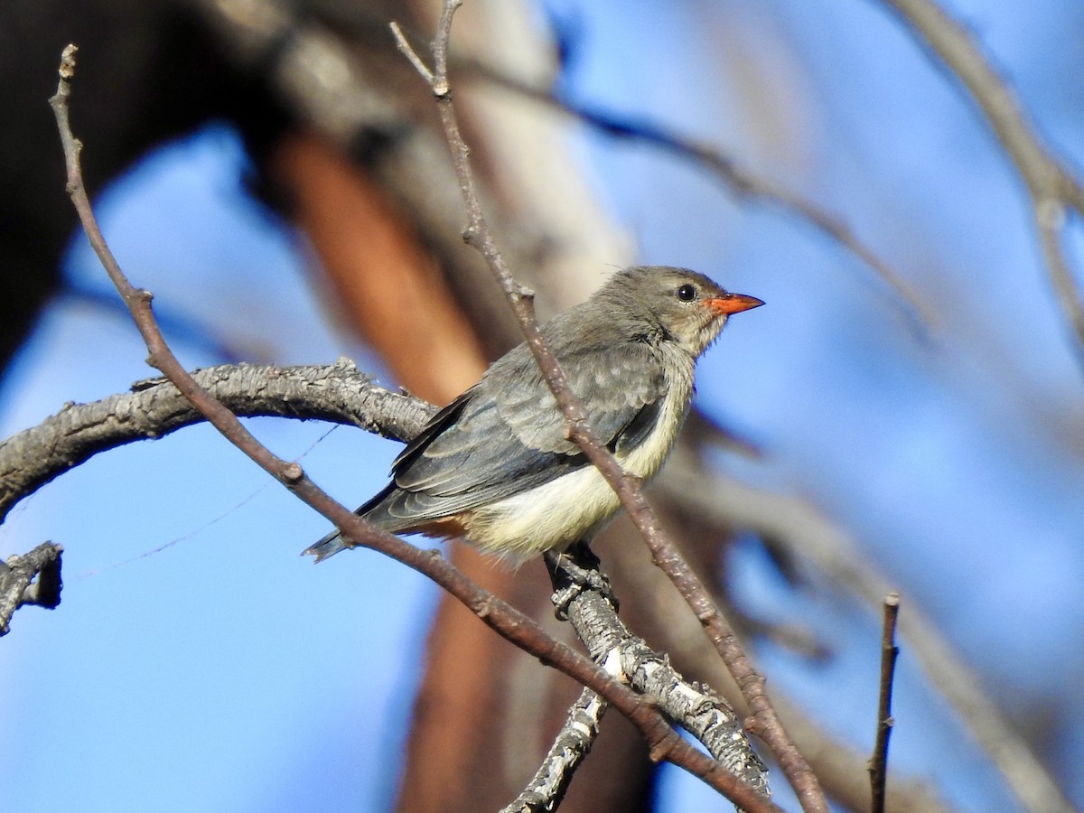 Mistletoebird - ML615239392