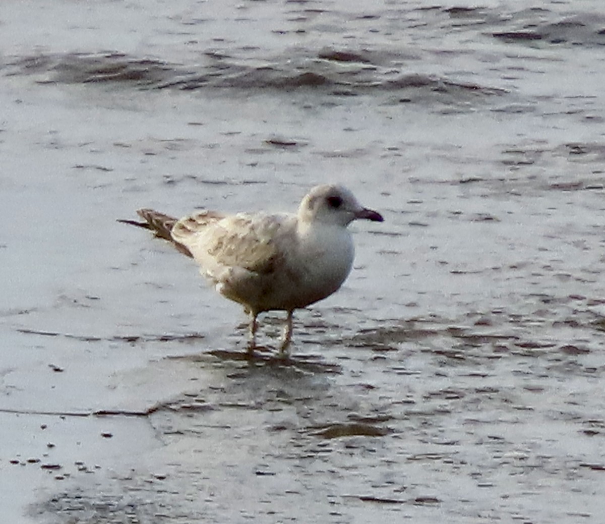 Short-billed Gull - ML615239442