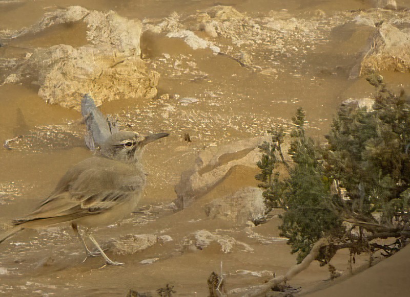 Greater Hoopoe-Lark (Mainland) - ML615239461