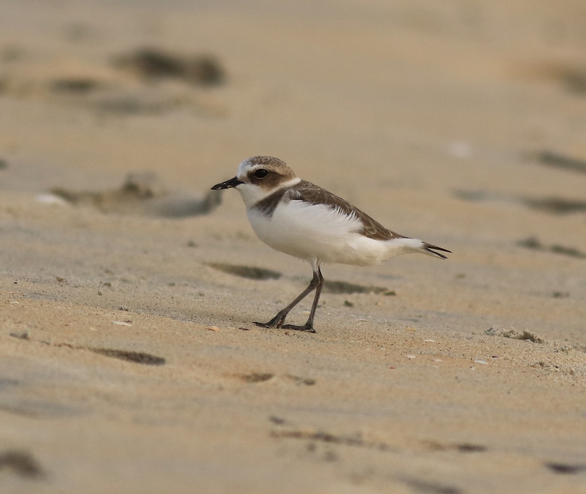 Kentish Plover - ML615239463