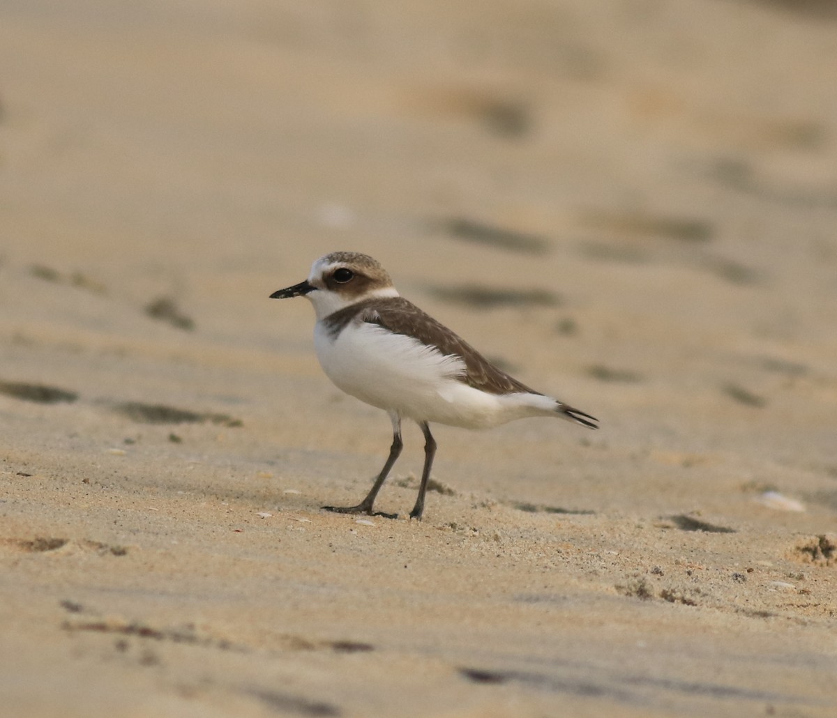 Kentish Plover - ML615239465