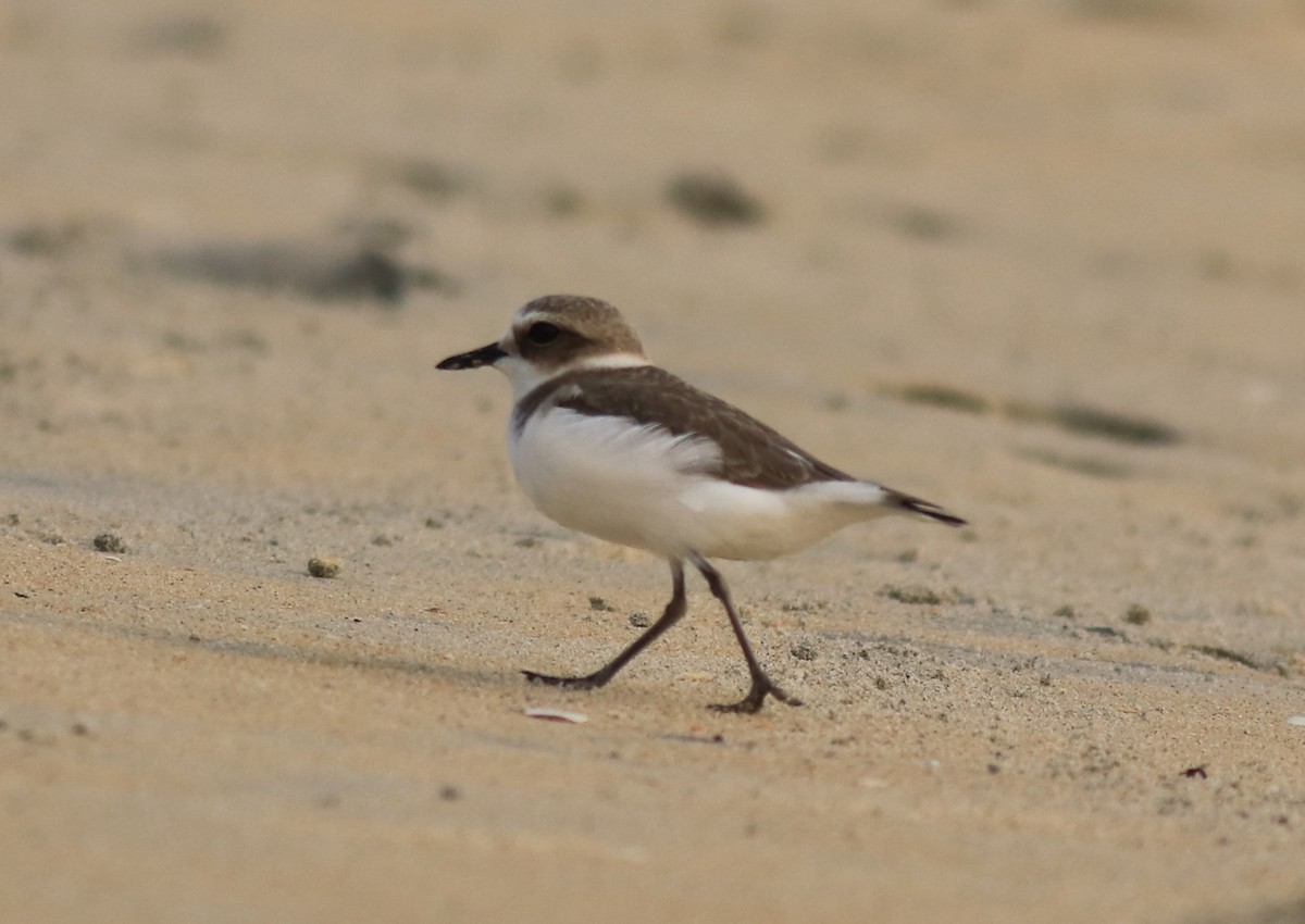 Kentish Plover - ML615239467