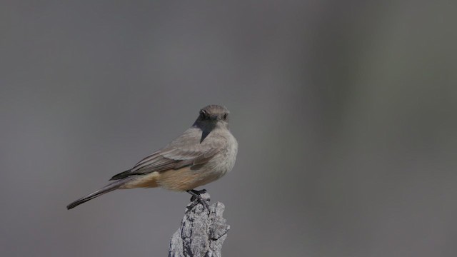 Say's Phoebe - ML615239472