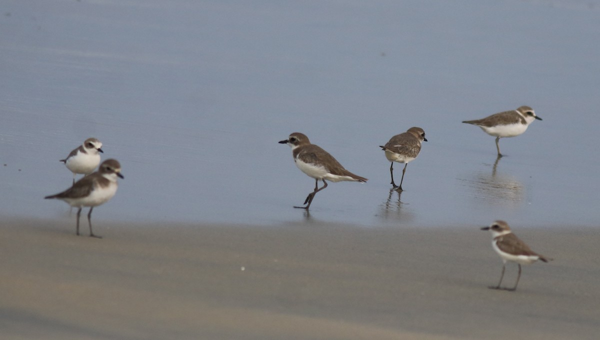 Tibetan Sand-Plover - ML615239491