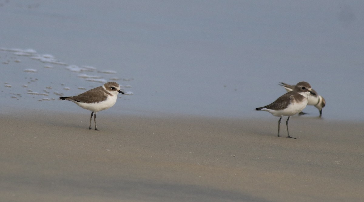 Tibetan Sand-Plover - Afsar Nayakkan