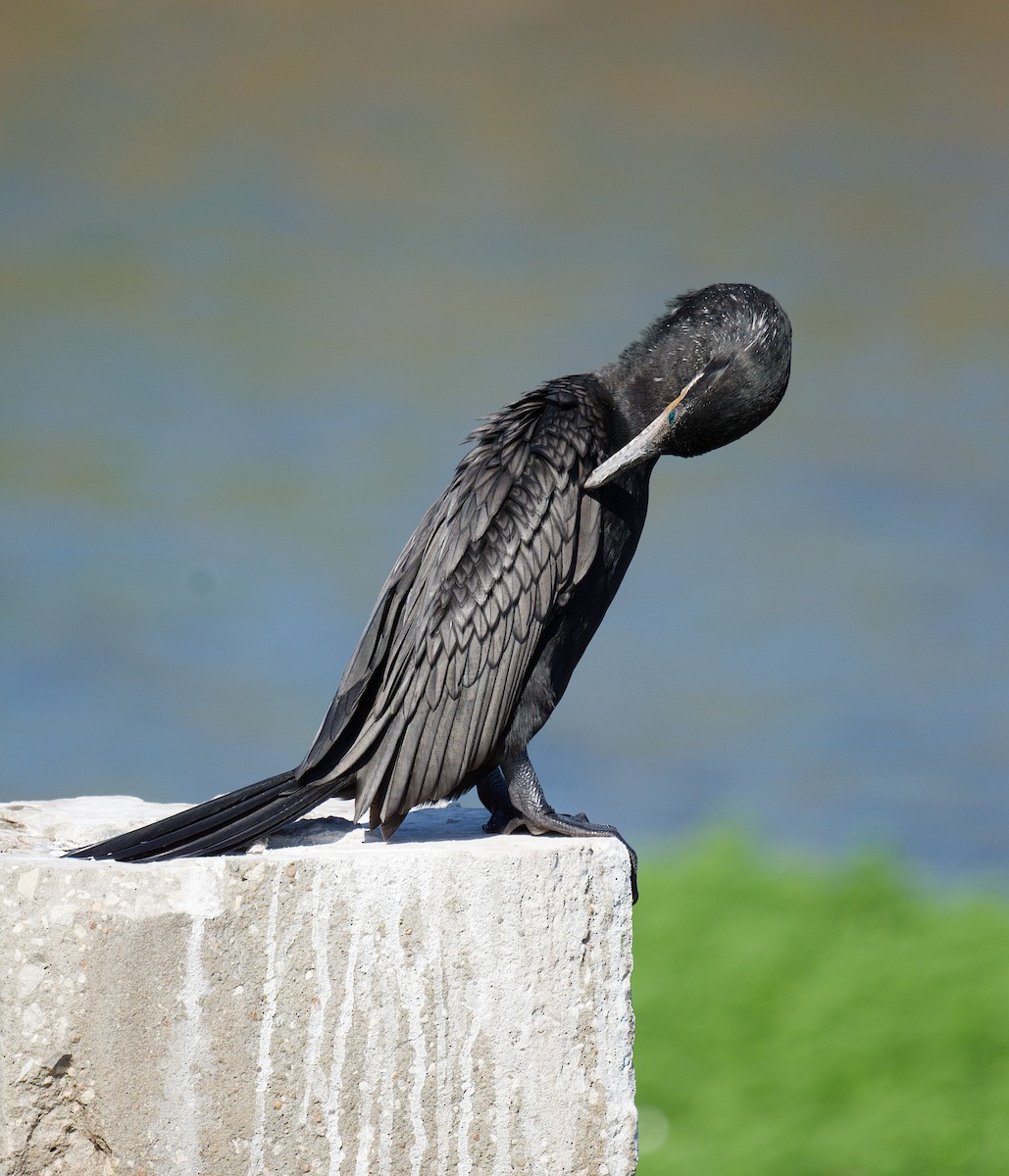 Cormorán Biguá - ML615239493