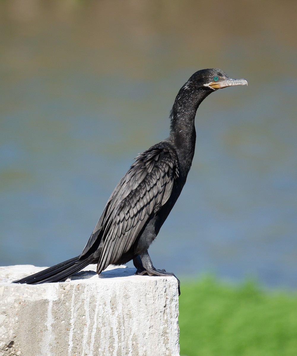 Cormorán Biguá - ML615239494