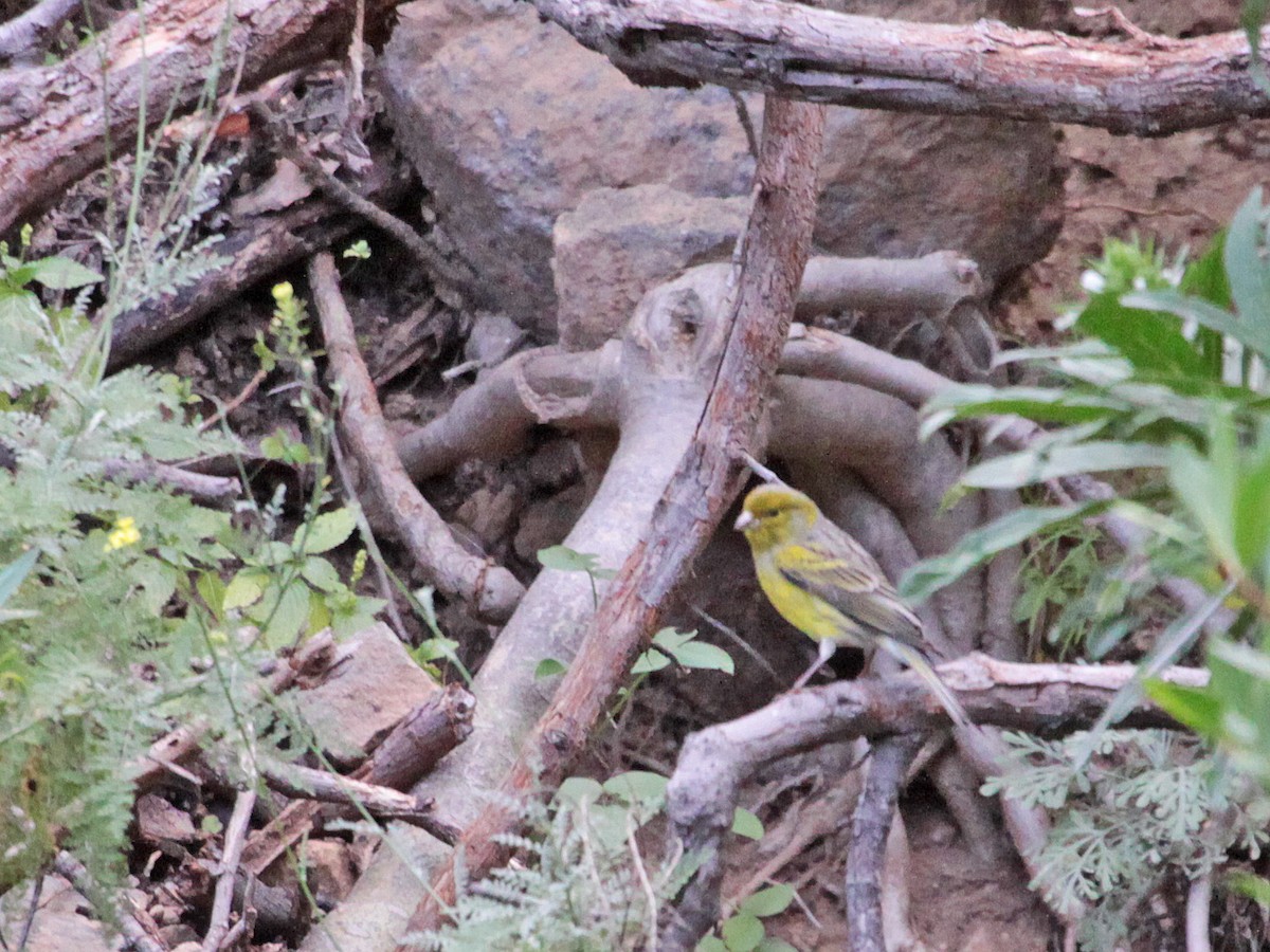 Serin des Canaries - ML615239504