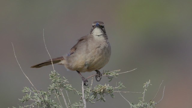 California Thrasher - ML615239510