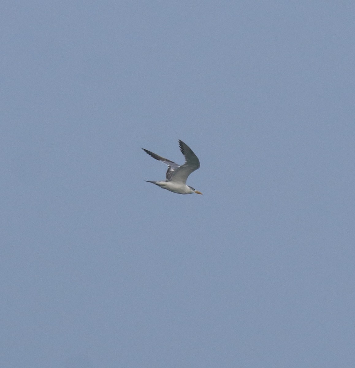 Great Crested Tern - ML615239529